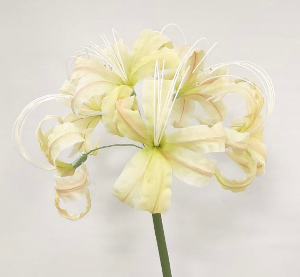 Lycoris