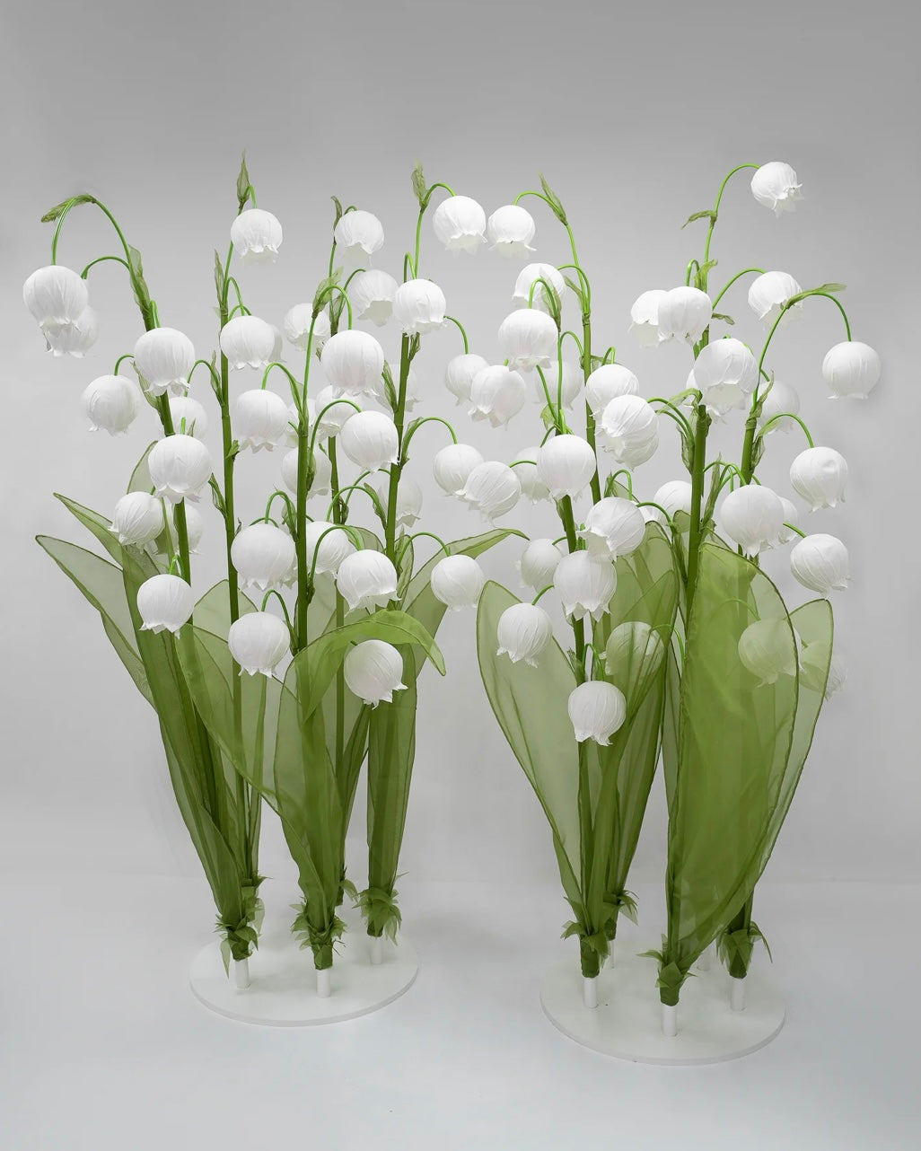 Lilly of the Valley