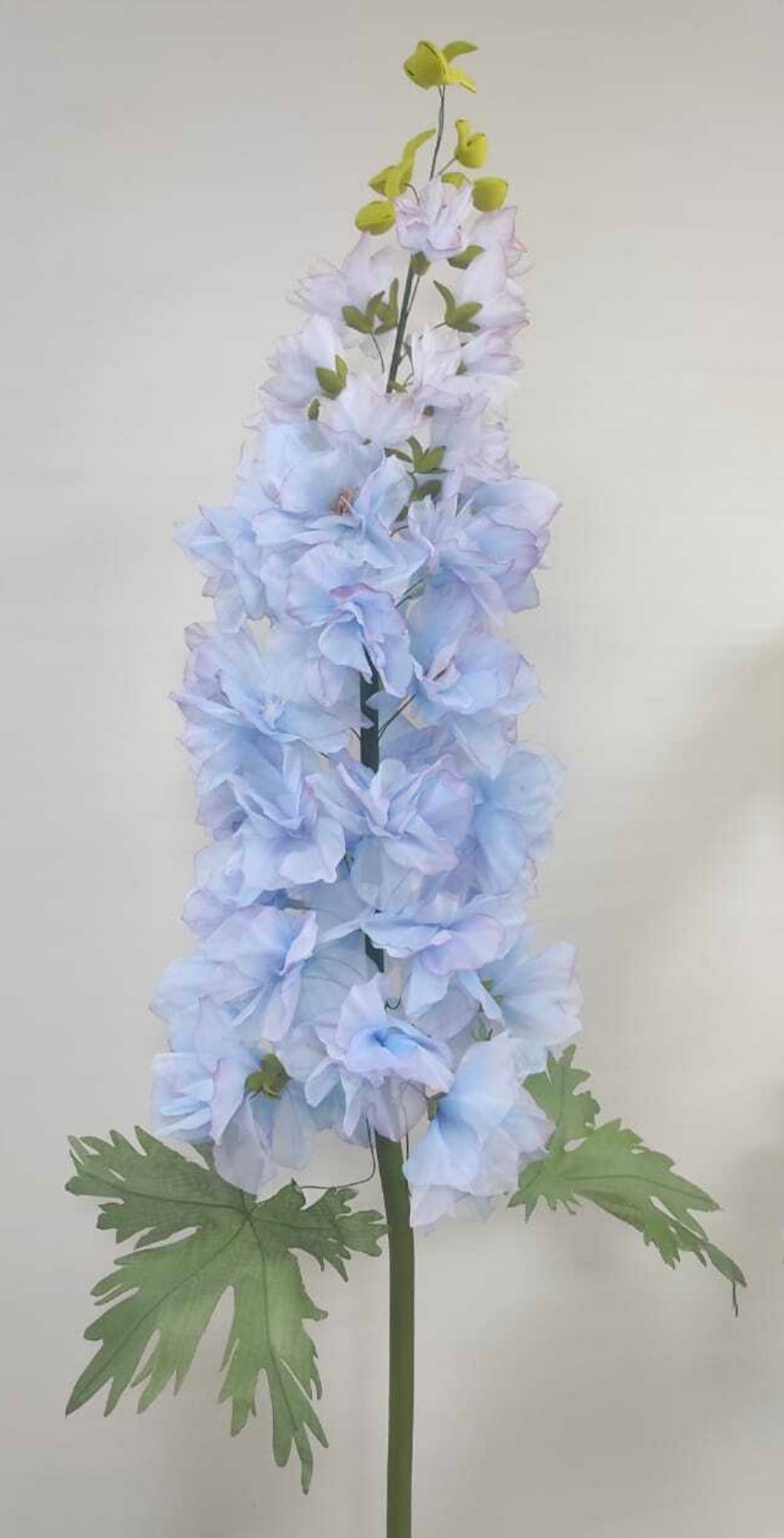 Delphinium