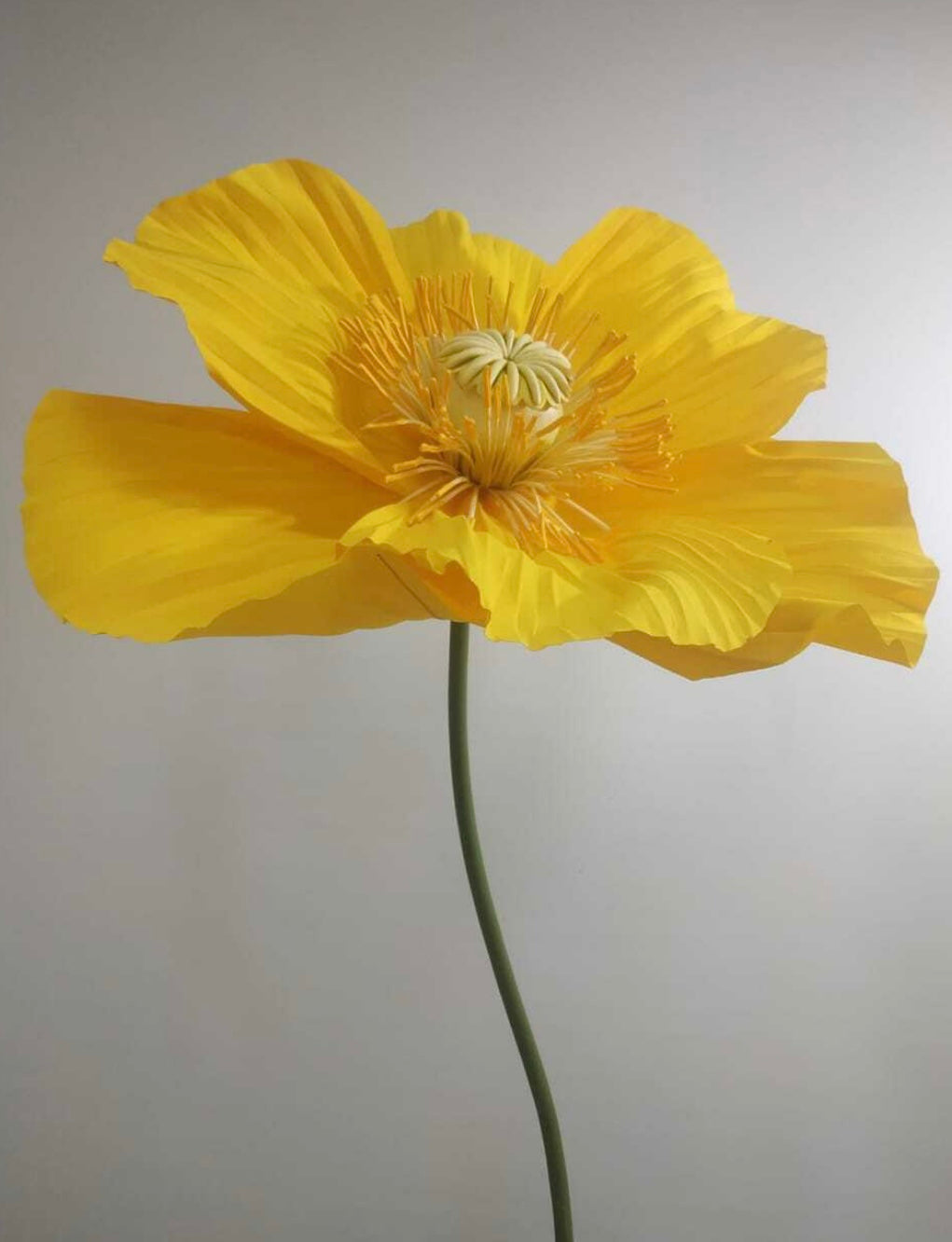 Yellow Poppy