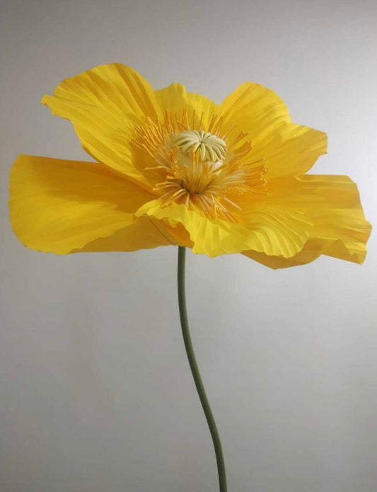 Yellow Poppy
